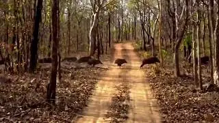 Boar Family at Umred Karhandla Wildlife Sanctuary Pauni | Maharashtra | India