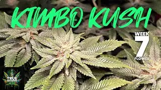 Week 7 progress Kimbo Kush