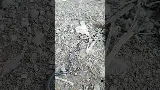 Brahminy Blind Snake hide in soil. #snakes #viralvideo #video #real