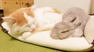 小さなクッションの僅かなスペースを分け合い、仲良くお昼寝にとりかかるウサギとニャンコが本物の姉弟みたい…