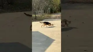 What everyday looks like at our farmstead #shorts #dog #pond #cat