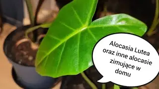 Nowa roślina - Alocasia Lutea oraz inne alocasie zimujące w domu  #15