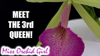 My third Orchid Queen - Bc. Saint Andre