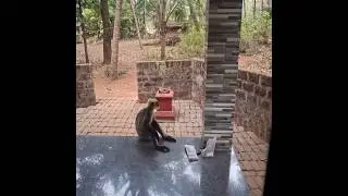 #monkey @ home #shots #animals #viral #home 🐒