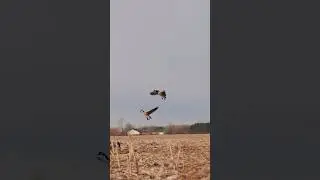 👀 #goosehunting #geese #birds