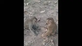 Monkey name: LEO was training with his best friends | they are so funny and lovely | Video-monkey 