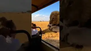 Lion Charges Safari Tourists | Wild Encounter