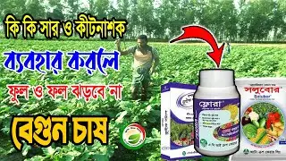 বেগুন গাছে কি সার দিলে দ্রুত প্রচুর পরিমানে বেগুন আসবেই / বেগুন চাষ