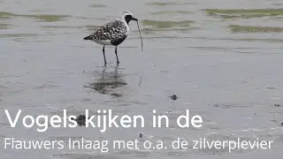 Vogels kijken in de Flauwers Inlaag #1541