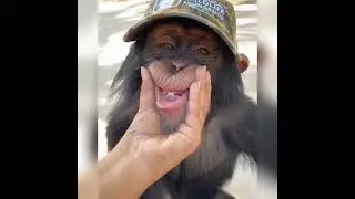monkeys patience