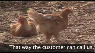Raising 'Label Rouge' poultry in Brittany