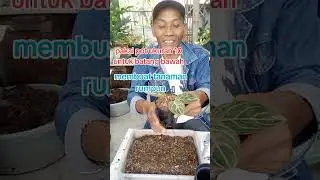 Cara membuat tanaman aglonema rumpunan