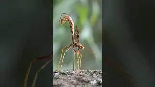 Giant Ichneumonid Wasp probes hole with long ovipositor
