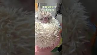 hedgehog in slow motion
