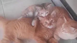 Tambahan Gizi buat ulat bulu #cat #anakkucing #funnycats #videocat #fypcats #fyp 