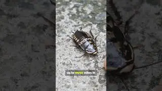Top 5 Cockroach Facts!