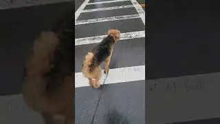 North End PM Group/Pup Walk