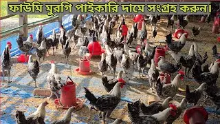 শীতের মৌসুমে বড় সাইজের মুরগি নিয়ে খামার শুরু করা লাভজনক।#fawmimurgi #মিশরীয়ফাউমি 