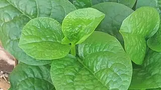 Terrace KitchenGarden from PiTashu B@ Grow and harvest vegetables in January,February and March