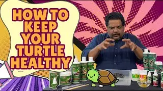 How to Keep Your Turtle Healthy 🐢 | Natural Turtle Care & Health Tips for Indian Pet Owners