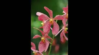 NO ADS | 4 Hours Meditation Relaxing Music, Relaxing Sleep Music, Stress Relief (Close Blossom)