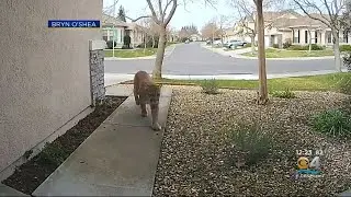 Large Cat Roaming In Neighborhood