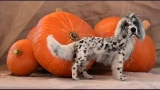 Maruschas Filztiere feiert Geburtstag