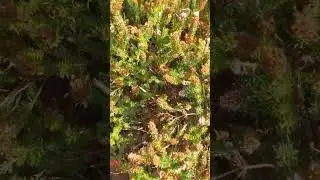 Heather in botanical garden Leiden #heather #flowers