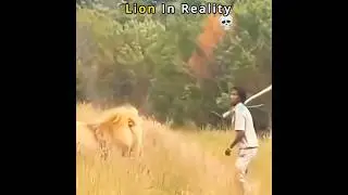 Lion Vs Tiger...🔥☠️ || Tiger Attitude Status #lion #tiger #edit #shorts