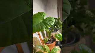 Алоказия Арма пустилась в дикий рост пока меня не было дома три недели 🌱