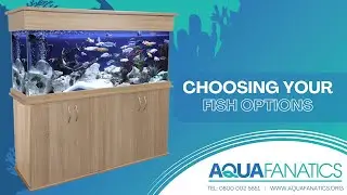 AquaFanatics Livestock Options For Your Aquarium