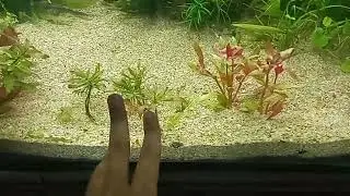 What happens when you grow AR in low tech, Alternanthera Rineckii and AR rosanervig plant profile
