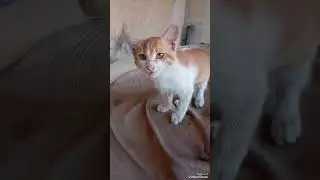 Beautiful Cute Cats kitty Dog / noncopyright music 
