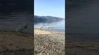 Pogredec Swan