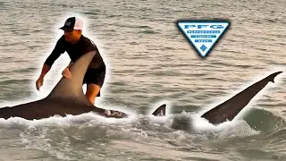 Hammerhead Sharks Caught from PUBLIC BEACHES!