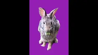Primping Bunny