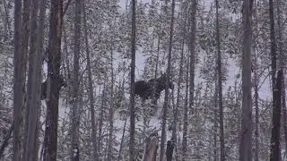 Moose Hunting