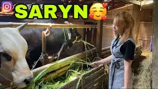 AKHIRNYA KETEMU SARYN ( sapi cahyaniryn )