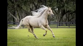 ROLEX - Gorgeous Palomino Quarter Horse Gelding available in Florida - video taken Nov 2025