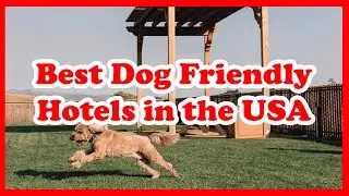 5 Best Dog Friendly Hotels in the USA | Love Is Vacation