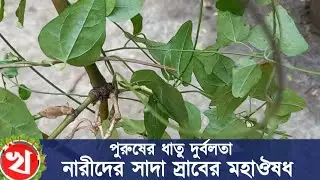 আশ্চর্য্য জনক গাছ জল যামিনী | ধাতু দুর্বলতা ও সাদা স্রাবের মহাঔষধ |কবিরাজ-০১৭২৫০৪৬৭১৭
