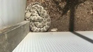 Cyprian Blunt-Nosed Viper