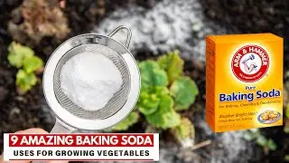 9 Amazing Baking Soda Uses for Growing Vegetables
