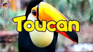 Word of the Week for Kids  | TOUCAN | Homeschool Educational Videos