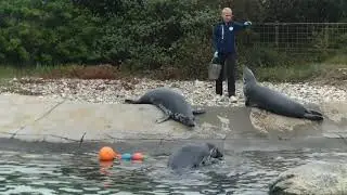 🇩🇰 Nords&oslash;en Oceanarium. Vanlife in Denmark. west coast. Covid-19 traveling opportunities. 2021