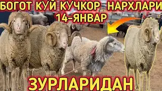 БОГОТ КЎЙ КЎЧКАР БОЗОРИ 14-ЯНВАР ЗЎРЛАРИДАН ЧЕМПИЎН КЎКАРЛАР!!!САВДОСИ