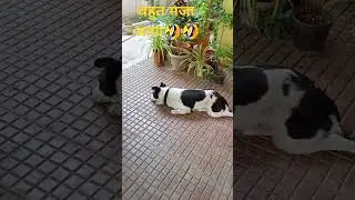 #dogshorts#funny#trending comedy #pets#dog dynasty 🐶🌿👍🦜