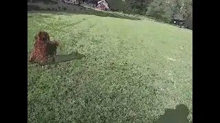 Irish Setter Having Fun