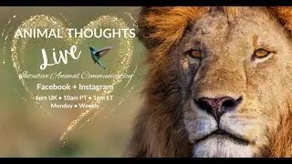 Communicate with Animals #18