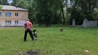 Кликер тренинг